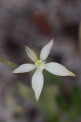 Caladenia marginata