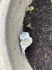 Neoantrodia serialis