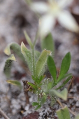 Caladenia marginata