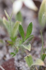 Caladenia marginata
