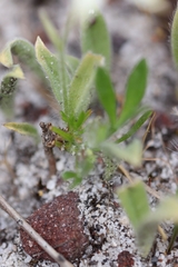 Caladenia marginata