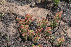 Acalypha depressinerva