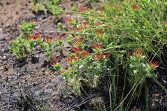 Acalypha glandulifolia