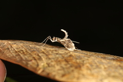 Lineodes