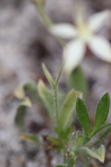 Caladenia marginata