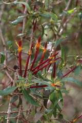 Agelanthus gracilis