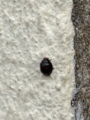 Chilocorus bipustulatus