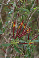 Agelanthus gracilis