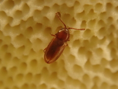 Atomaria
