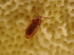 Atomaria