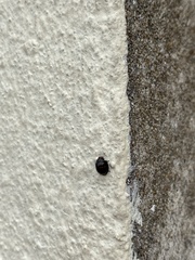 Chilocorus bipustulatus