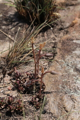 Anacampseros rufescens