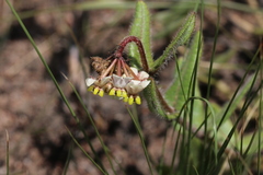 Asclepias albens