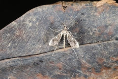 Lineodes