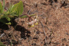 Asclepias albens