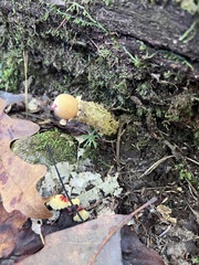 Calostoma lutescens