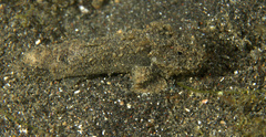 Paraploactis