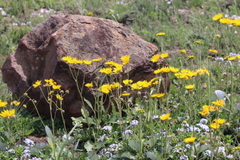Berkheya speciosa