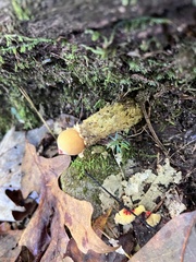 Calostoma lutescens