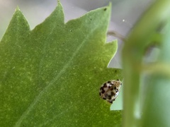 Psyllobora vigintimaculata