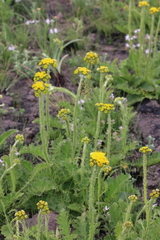 Berkheya umbellata