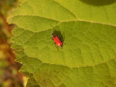 Anthocomus rufus