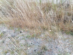 Agrostis vinealis
