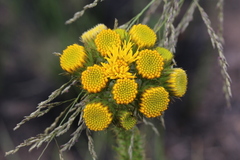 Berkheya umbellata