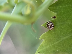 Psyllobora vigintimaculata