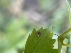 Psyllobora vigintimaculata