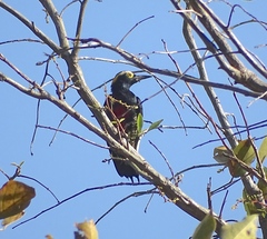 Melanerpes cruentatus