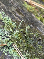 Cladonia fimbriata