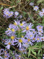 Asteraceae