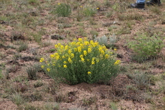 Crotalaria globifera