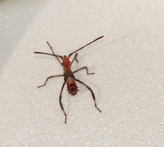 Leptoglossus occidentalis