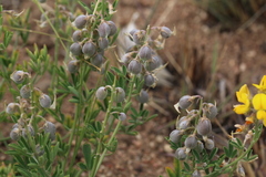 Crotalaria globifera