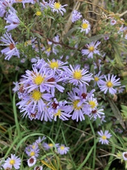 Asteraceae