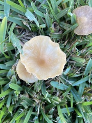 Marasmius