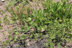 Dolichos falciformis