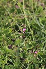 Dolichos falciformis