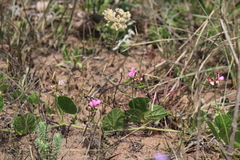 Dolichos falciformis