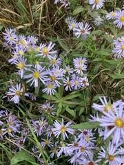 Asteraceae
