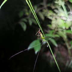 Conocephalus melaenus