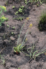 Eriospermum mackenii