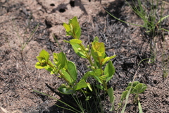 Eugenia albanensis