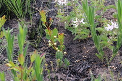 Eugenia albanensis