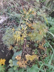 Cenolophium denudatum