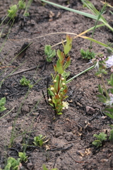 Eugenia albanensis