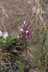 Eulophia hians hians