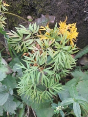 Cenolophium denudatum